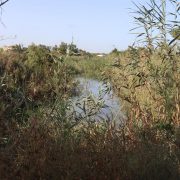 Asaja reclama al Ministerio la urgente actuación sobre el cauce viejo del río Segura