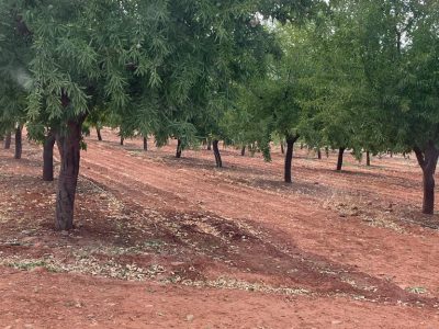 La Unió prevé un descenso medio de cosecha de almendra del 50%