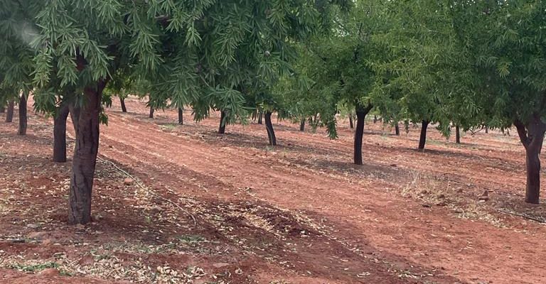 La Unió prevé un descenso medio de cosecha de almendra del 50%