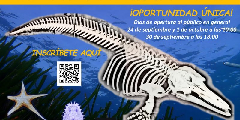 Ars Creatio reabre el Museo de Historia Natural de Torrevieja