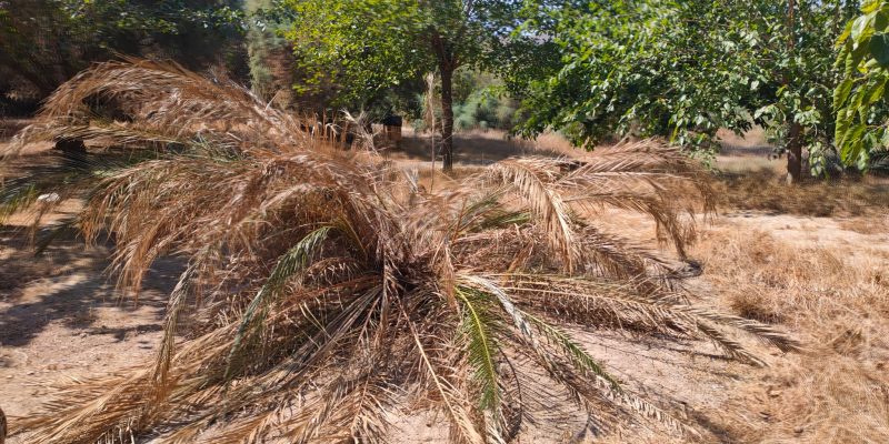 El PP de Orihuela acusa a la concejalía de Medio Ambiente de dejadez
