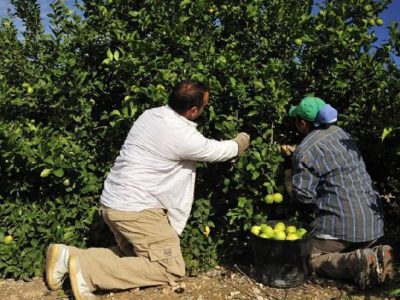 LA UNIÓ afirma que Turquía monopolízó el 87% de las alertas europeas hortofrutícolas