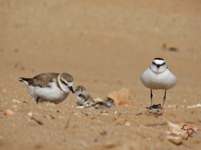 Vuelve a nidificar el Chorlitejo Patinegro en la playa de La Mata en Torrevieja