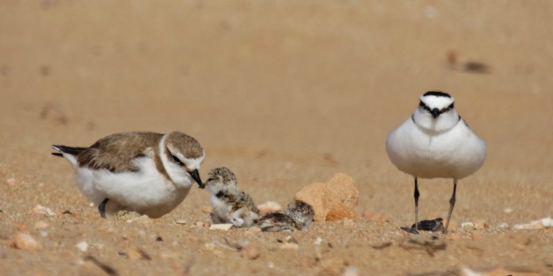 Vuelve a nidificar el Chorlitejo Patinegro en la playa de La Mata en Torrevieja
