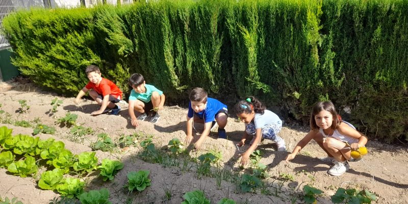 Dos colegios de Sax y Hurchillo en Orihuela se unen en un proyecto ambiental