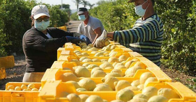 ASAJA denuncia posibles irregularidades en los precios de los cítricos