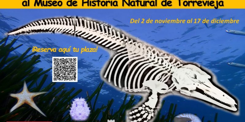 El Museo de Historia Natural de Torrevieja reabre con visitas guiadas
