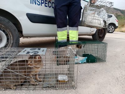 Orihuela esteriliza a 85 gatos sin propietario a través de una campaña