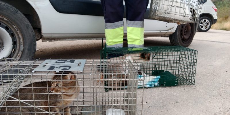 Orihuela esteriliza a 85 gatos sin propietario a través de una campaña