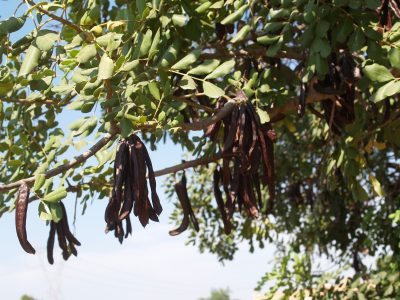 La Unió alerta de la compraventa de algarrobas de árboles diseminados