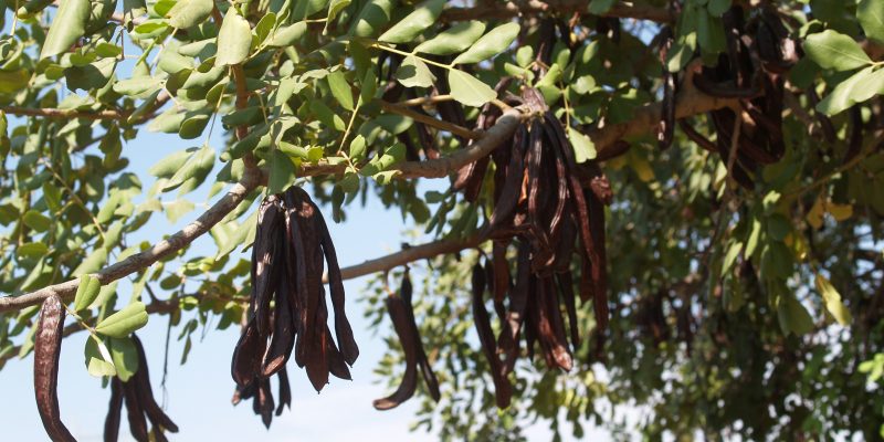La Unió alerta de la compraventa de algarrobas de árboles diseminados