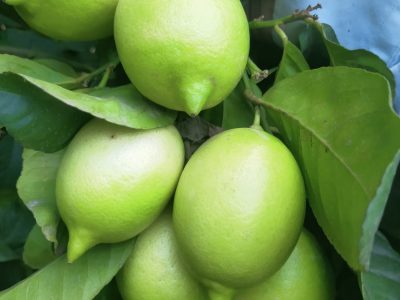 ASAJA afirma que la producción de limones verna cae un 50% en la provincia