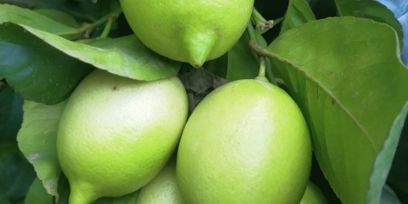ASAJA afirma que la producción de limones verna cae un 50% en la provincia