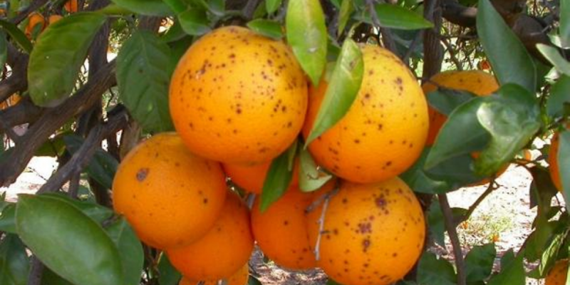 LA UNIÓ denuncia el incremento de cítricos de países terceros con plagas