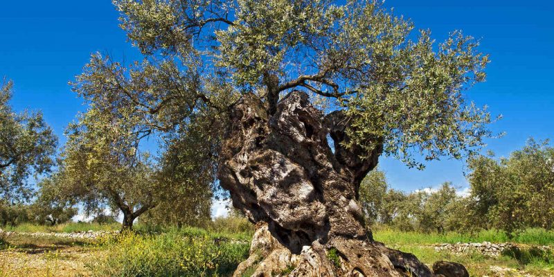 La Unió reclama la actualización de árboles monumentales y singulares