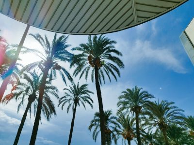 Orihuela retira las infrutescencias de 324 palmeras del municipio