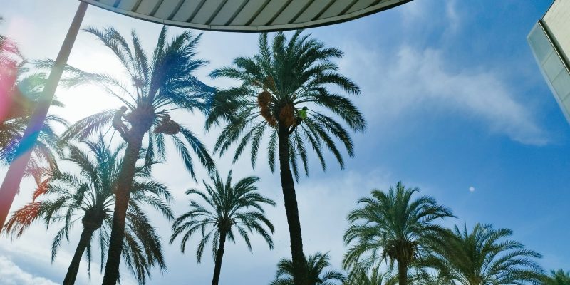 Orihuela retira las infrutescencias de 324 palmeras del municipio