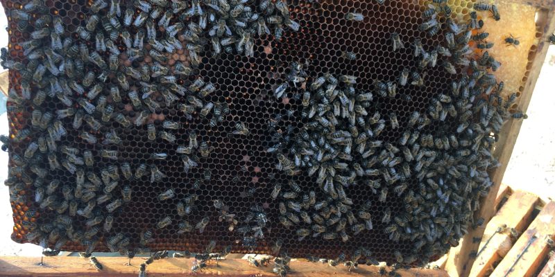 ASAJA denuncia el abandono del sector apícola en la Comunidad Valenciana