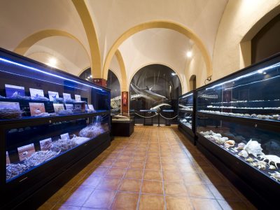 Reabre el Museo de Historia Natural de Torrevieja con visitas guiadas