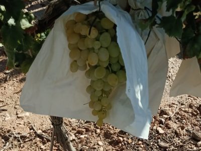 La Unió lanza un SOS para que se consuma uva de mesa autóctona