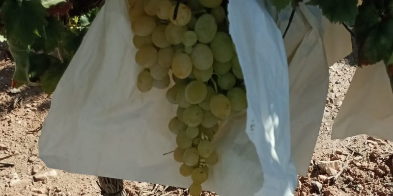 La Unió lanza un SOS para que se consuma uva de mesa autóctona
