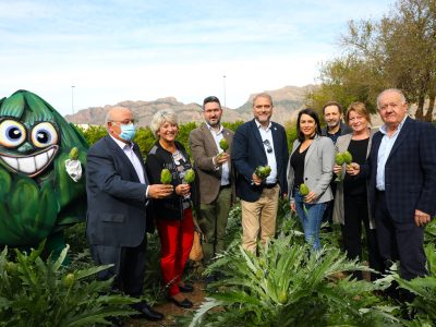 Crece en la Vega Baja un 5% la superficie dedicada a la alcachofa