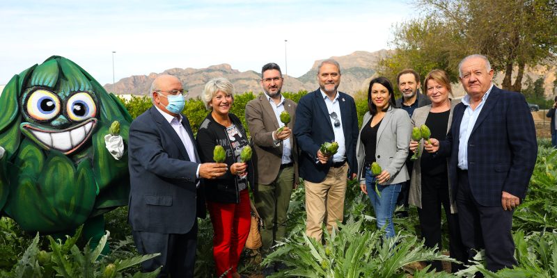 Crece en la Vega Baja un 5% la superficie dedicada a la alcachofa