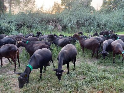 ASAJA adiverte que la falta de piensos por la huega agravaría la crisis en el sector ganadero