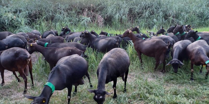ASAJA adiverte que la falta de piensos por la huega agravaría la crisis en el sector ganadero