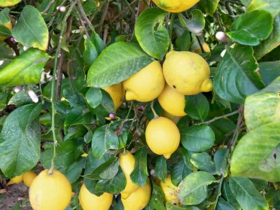 ASAJA pide impulsar las cláusulas espejo que garanticen el futuro de los cítricos