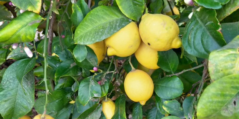 ASAJA pide impulsar las cláusulas espejo que garanticen el futuro de los cítricos