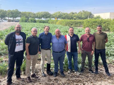 La alcachofa de la Vega Baja inaugurará la temporada en la EPSO de Orihuela