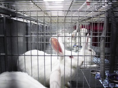 LA UNIÓ entra en la interprofesional cunícola INTERCUN