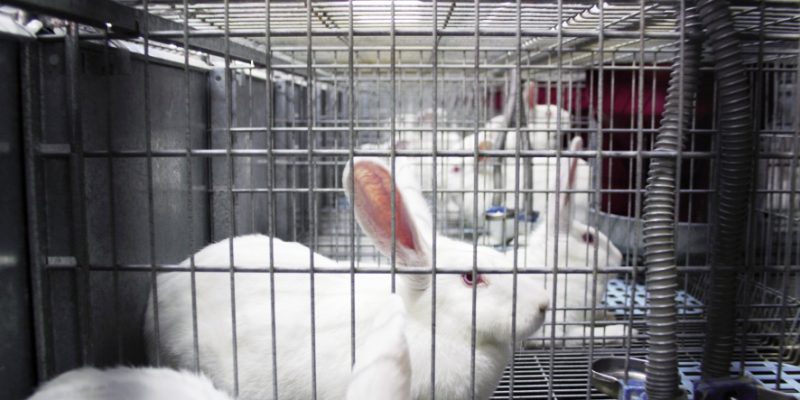 LA UNIÓ entra en la interprofesional cunícola INTERCUN