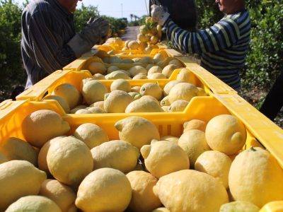 ASAJA critica que la nueva PAC exija a los agricultores más requisitos ambientales
