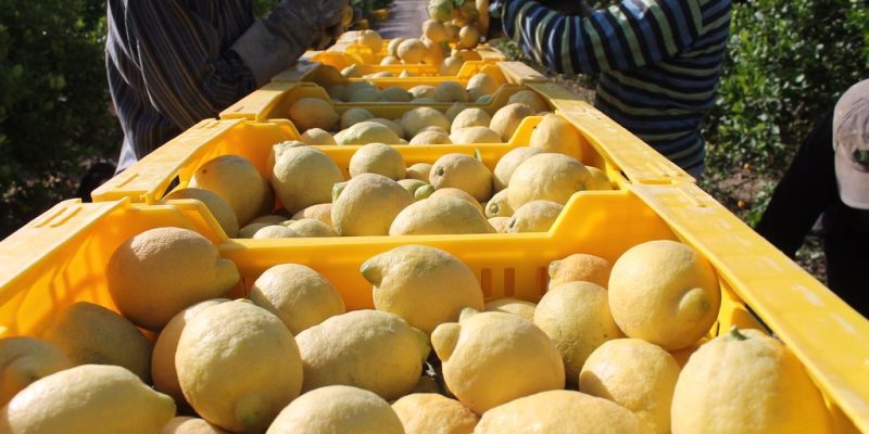 ASAJA critica que la nueva PAC exija a los agricultores más requisitos ambientales