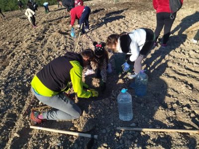 Plantan 550 árboles en un atiguo vertedero de Benejúzar por el Día del Árbol