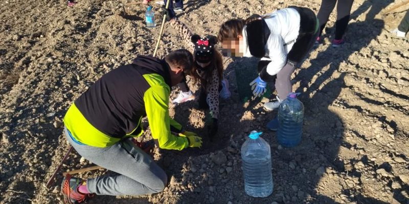 Plantan 550 árboles en un atiguo vertedero de Benejúzar por el Día del Árbol