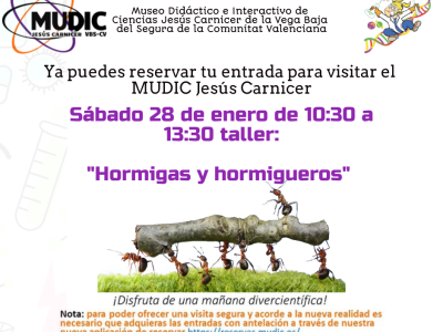 El MUDIC 'Jesús Carnicer' organiza un taller de Hormigas y Homigueros