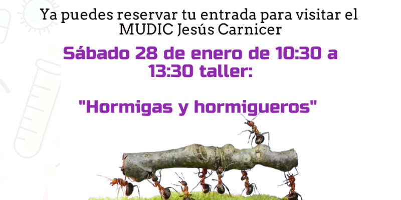 El MUDIC 'Jesús Carnicer' organiza un taller de Hormigas y Homigueros