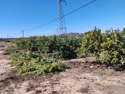 Orihuela tramita los permisos de quema de podas agrícolas