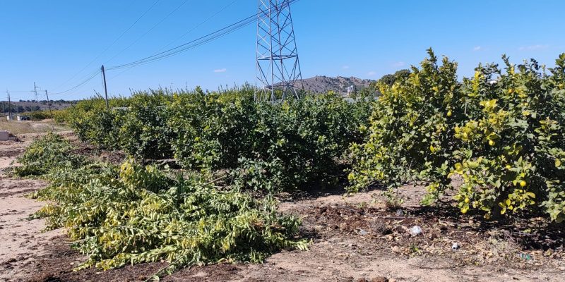Orihuela tramita los permisos de quema de podas agrícolas