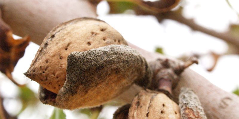 La Unió reclama ayudas directas para los productores de almendra