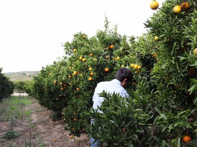El incremento de costes frena la rentabilidad en la campaña del limón según ASAJA