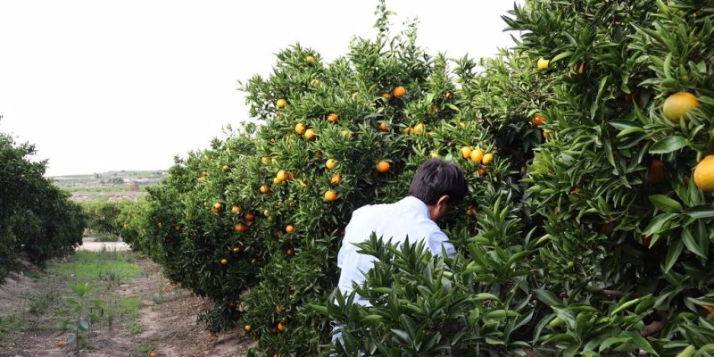 El incremento de costes frena la rentabilidad en la campaña del limón según ASAJA