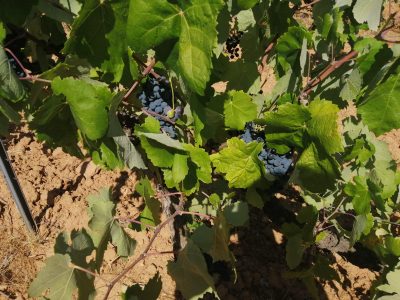 LA UNIÓ pide ayudas para el sector vitícola de la Comunidad Valenciana