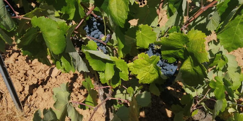 LA UNIÓ pide ayudas para el sector vitícola de la Comunidad Valenciana