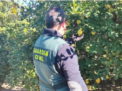 La Guardia Civil esclarece la estafa de limones a agricultores de la Vega Baja