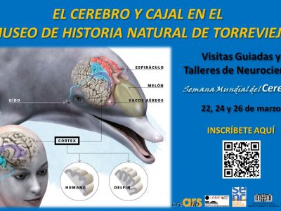 Ars Creatio de Torrevieja organiza visitas guiadas y talleres en el Museo de Historia Natural