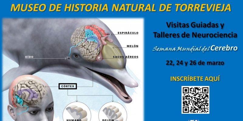 Ars Creatio de Torrevieja organiza visitas guiadas y talleres en el Museo de Historia Natural